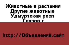 Животные и растения Другие животные. Удмуртская респ.,Глазов г.